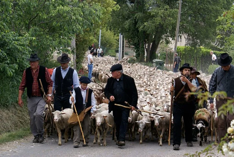 Fête de la Transhumance St Rémy de Provence